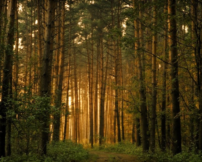 free-wallpaper-downloads-directory-Nature_Forest_Eastern_Forest_016578_